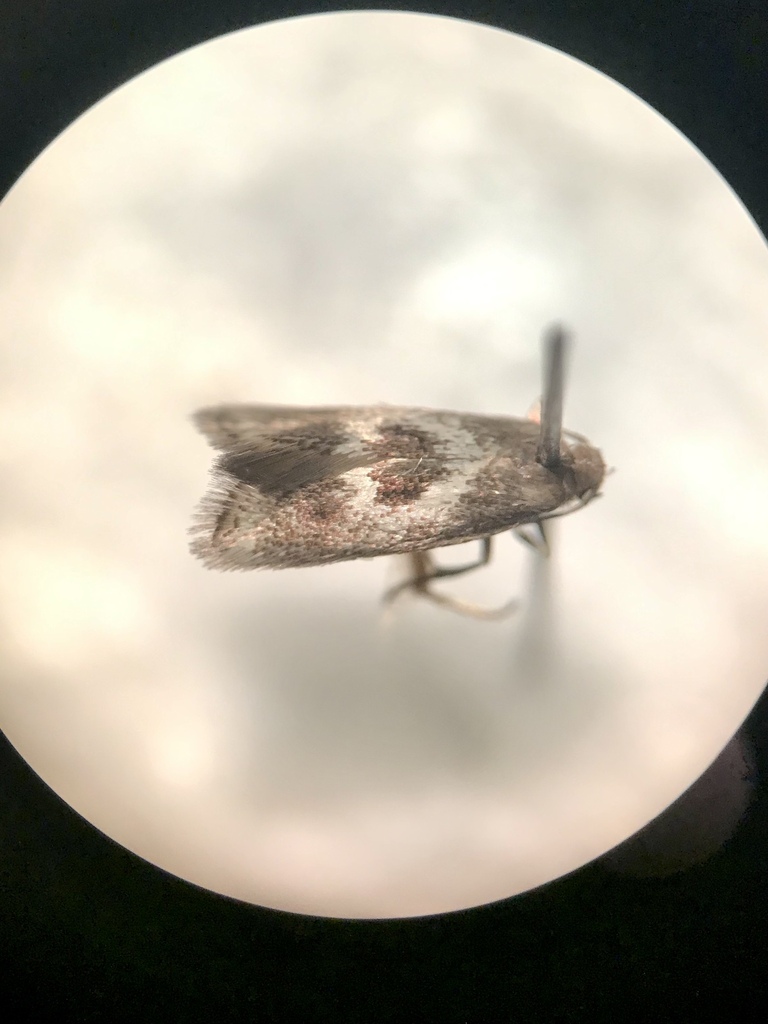 Perittia cygnodiella