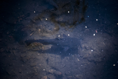 Ameiurus nebulosus
