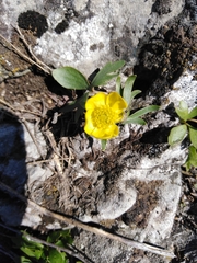 Ranunculus polyrhizos