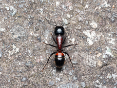 Camponotus obscuripes