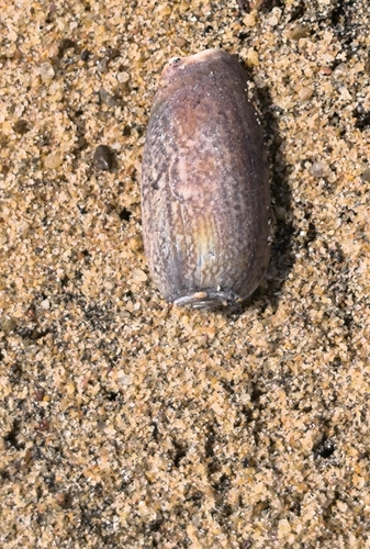 Oliva vidua observed 2024-02-20