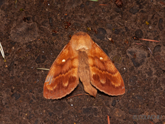 Dendrolimus superans