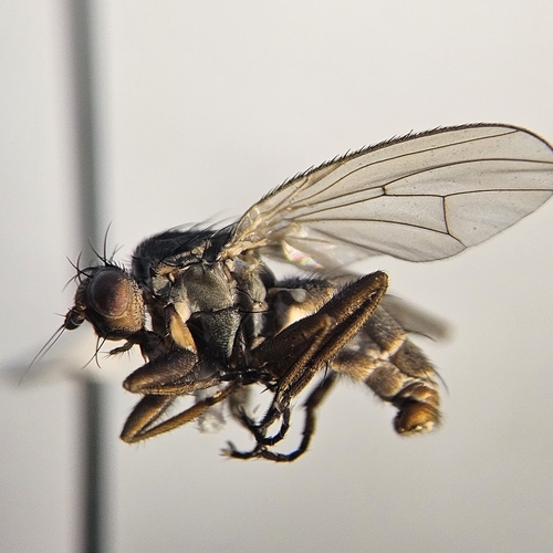 Pseudoleria robusta