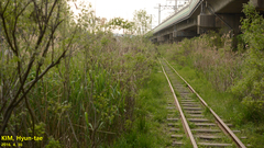 Pelophylax chosenicus