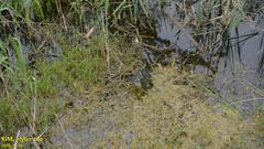 Pelophylax chosenicus