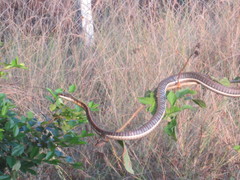 Dendrelaphis tristis