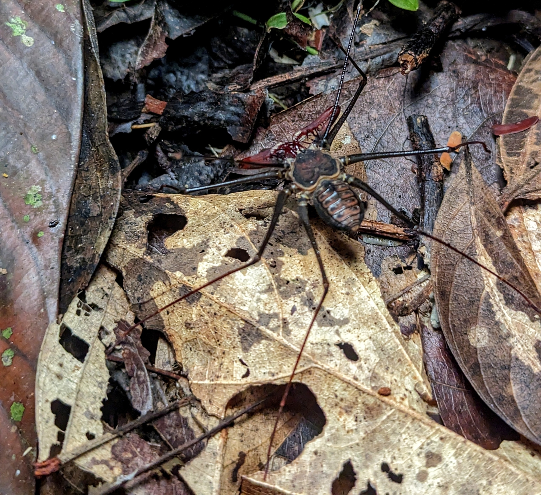 Heterophrynus batesii (Butler, 1873)