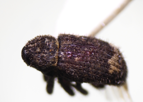 Euscepes postfasciatus, 2024-02-17
