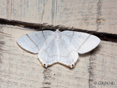 Ourapteryx subpunctaria