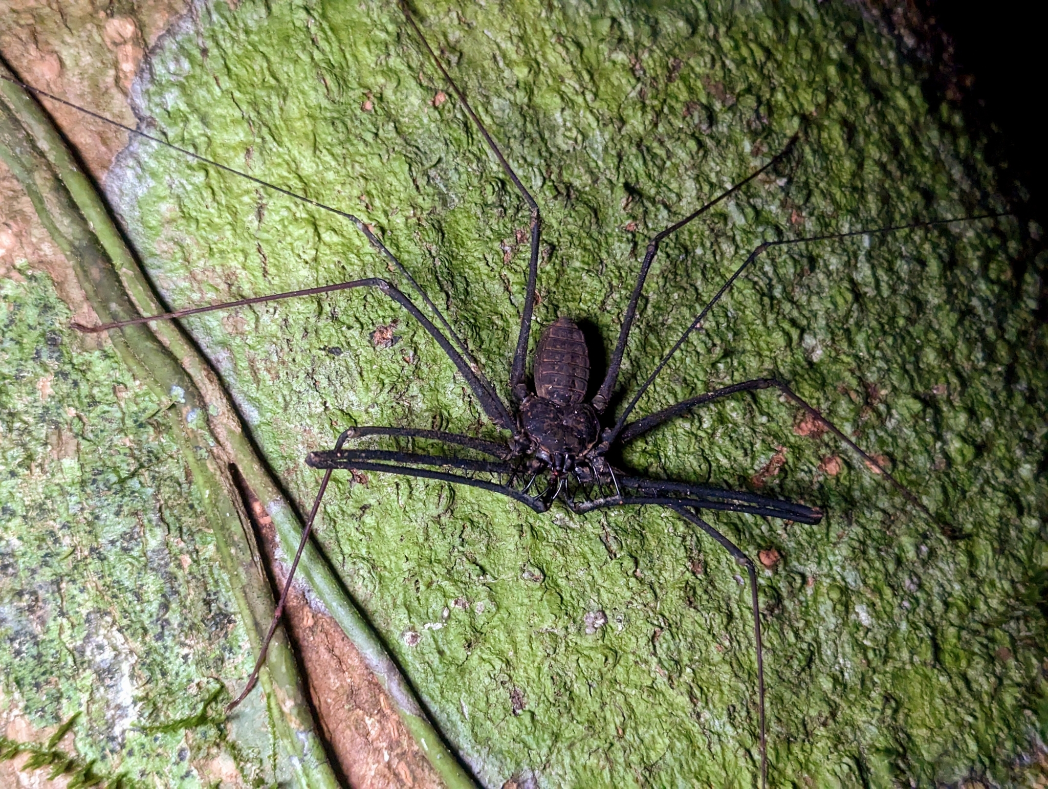 Heterophrynus batesii (Butler, 1873)