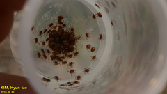 Haemaphysalis longicornis