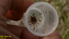Haemaphysalis longicornis
