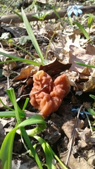 Gyromitra fastigiata