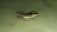 Lithobates catesbeianus
