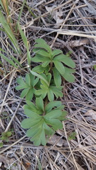 Hydrophyllum capitatum