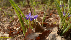 Iris rossii