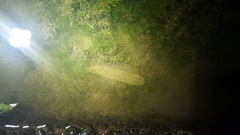 Whitmania pigra