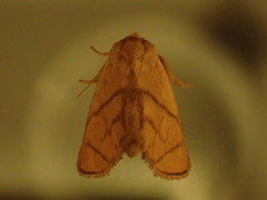 Apoda y-inversa