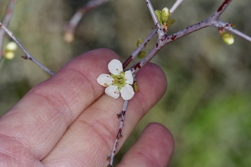 Image of Prunus texana by (c) Michelle W. （鍾偉瑋）, some rights reserved (CC BY)