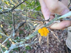 Media resource of Tremella mesenterica