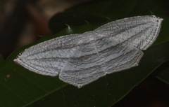 Acropteris leptaliata