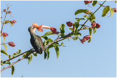 Dolichandra cynanchoides