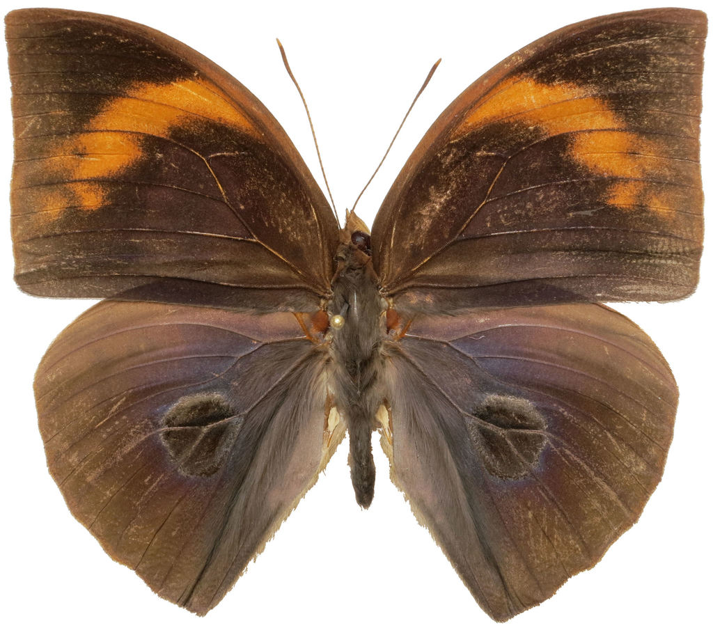 Banded Duffer