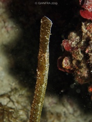 Syngnathus typhle