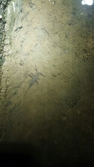 Laccotrephes japonensis