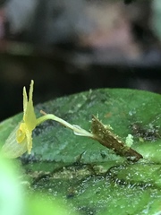 Pleurothallis prolaticollaris