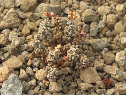 Crassula corallina