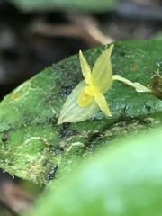 Pleurothallis prolaticollaris