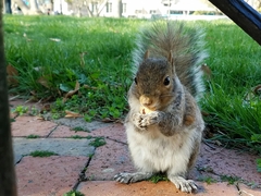 Sciurus carolinensis