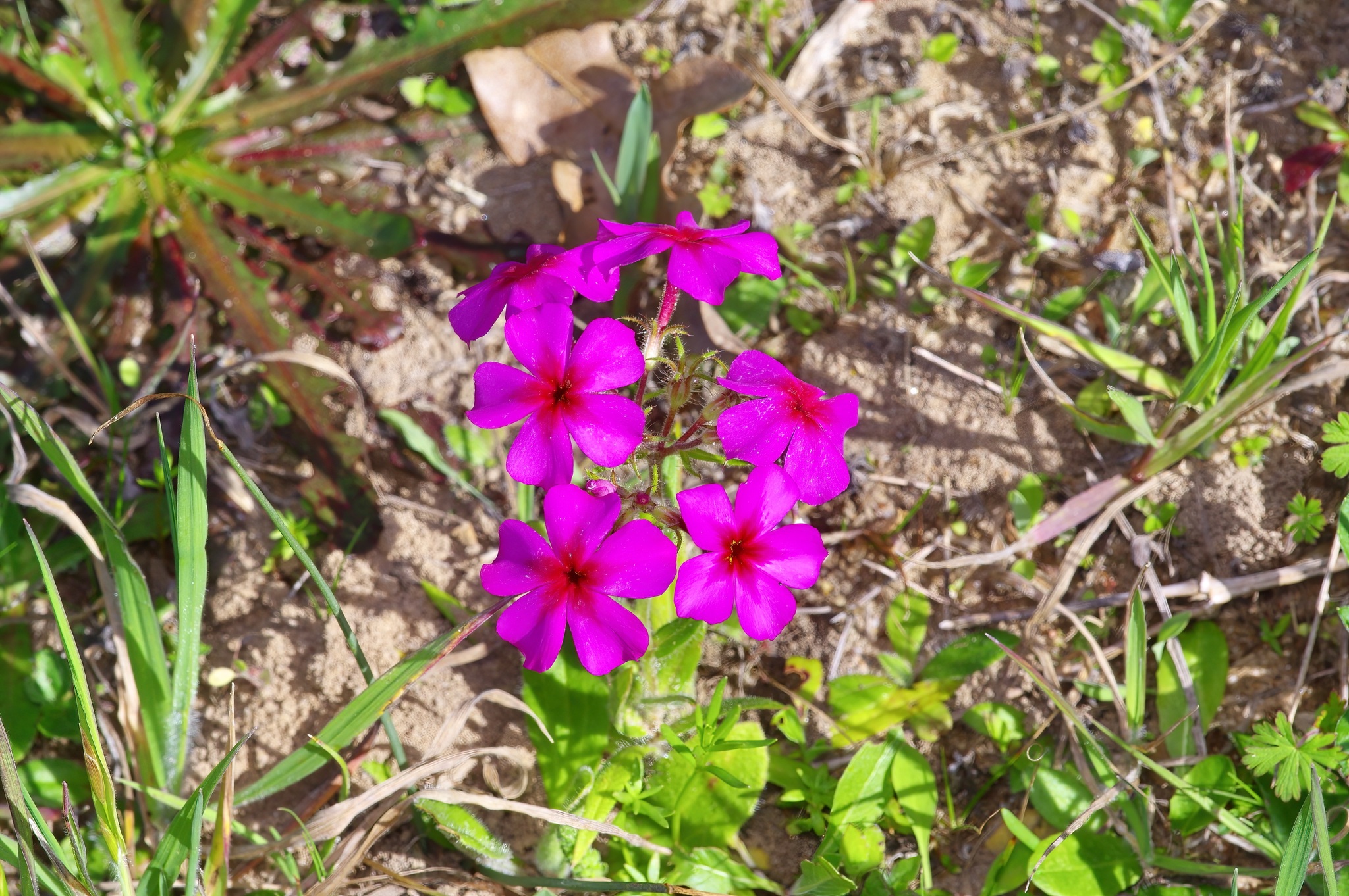 Imagem de Flores-de-Drummond