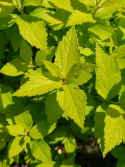 Ceanothus americanus