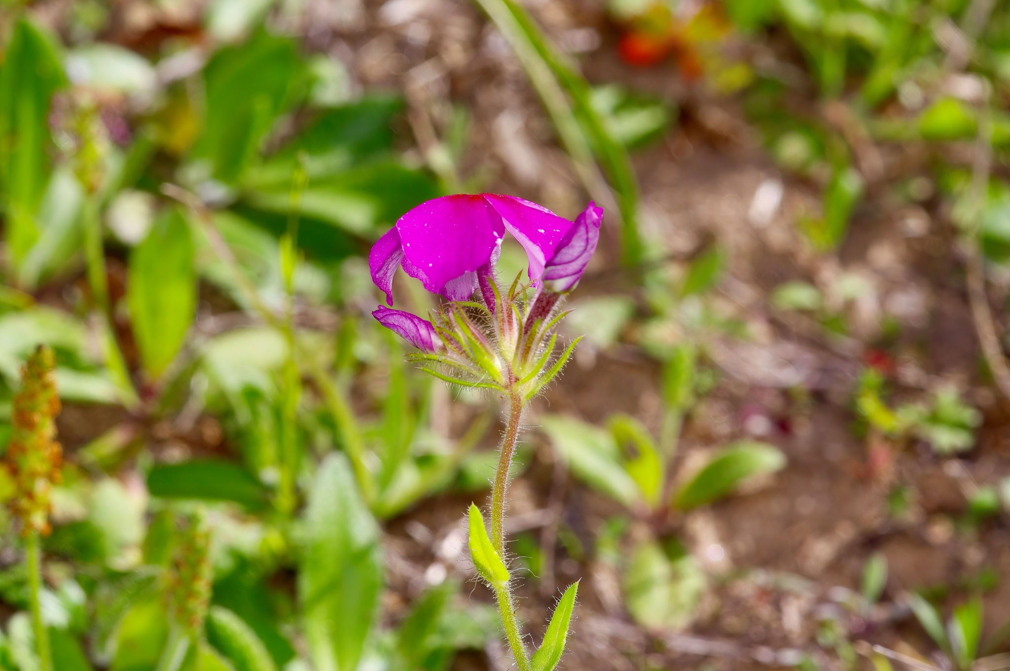 Imagem de Flores-de-Drummond