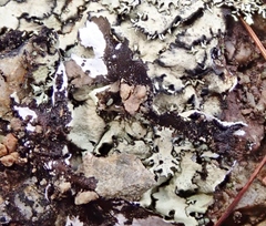 Xanthoparmelia angustiphylla