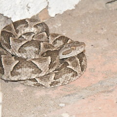 Bothrops diporus