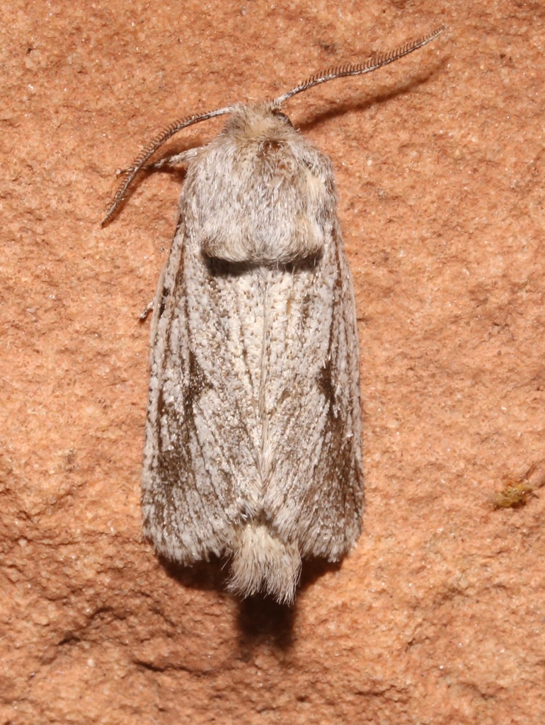 Lupine Borer Moth