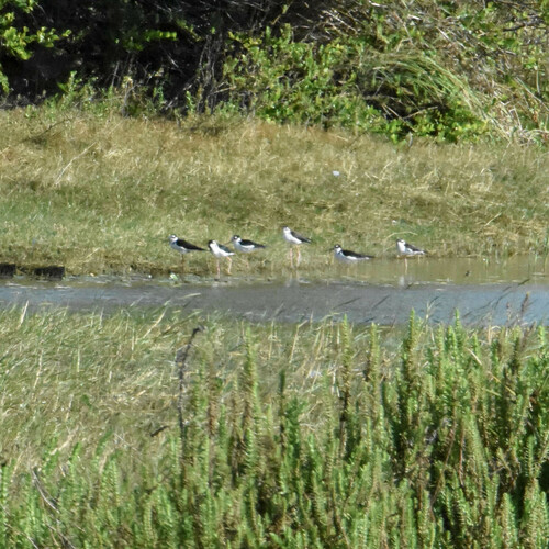 Black-necked Stilt