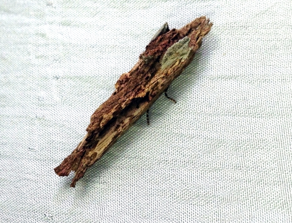 Nycterotis xylinoides