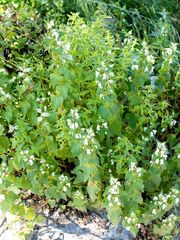Lamium galactophyllum