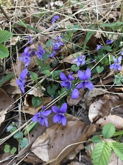 Viola hirta