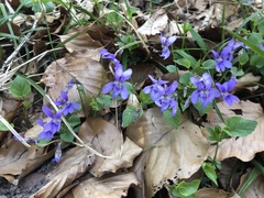 Viola hirta