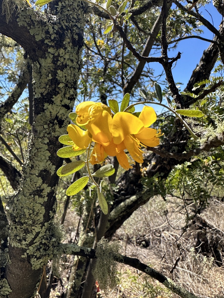 Māmane in February 2024 by Kelly Ballantyne · iNaturalist