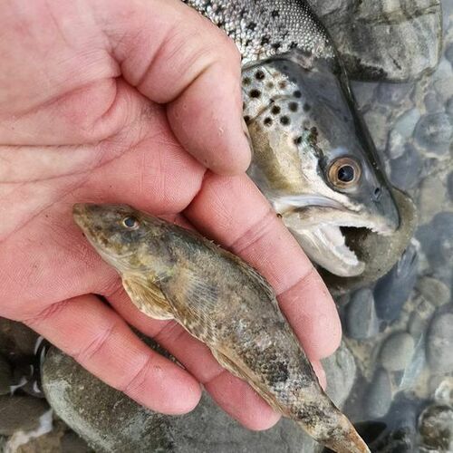 Torrentfish (Cheimarrichthys fosteri) — Cheimarrichthyidae