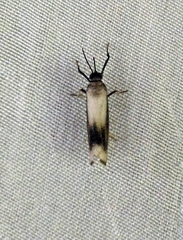 Nephelosia