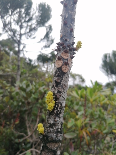 Balanops pancheri observed 2024-02-18