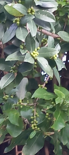 Image of Ficus burtt by (c) Adele SL, some rights reserved (CC BY)