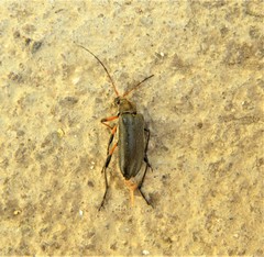 Cortodera femorata